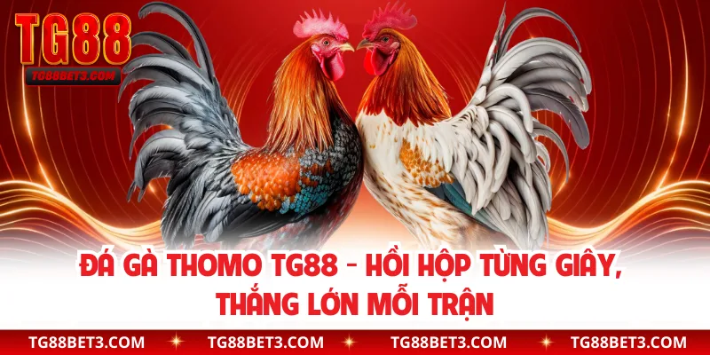 Đá Gà Thomo TG88 - Hồi Hộp Từng Giây, Thắng Lớn Mỗi Trận