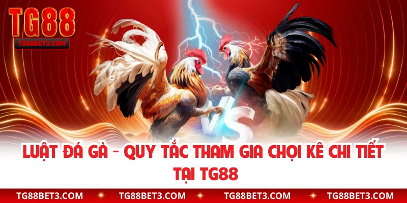 Luật Đá Gà - Quy Tắc Tham Gia Chọi Kê Chi Tiết Tại TG88